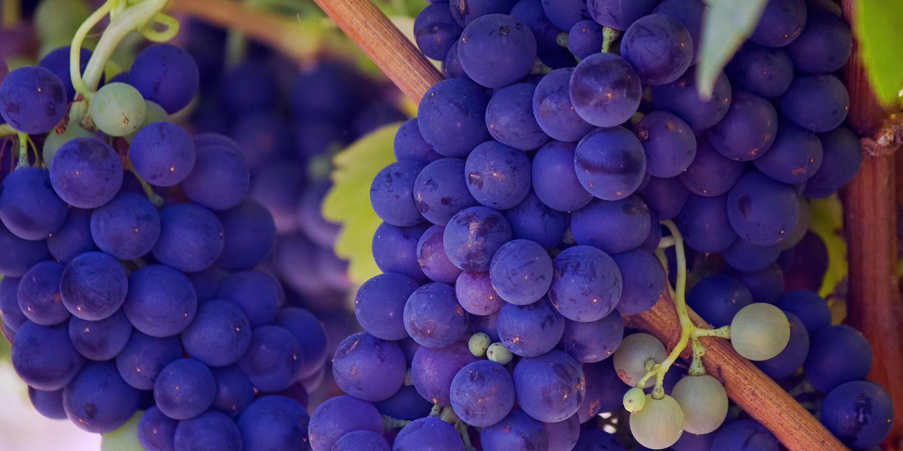 Fresno Wedding Locations - grapes on wine