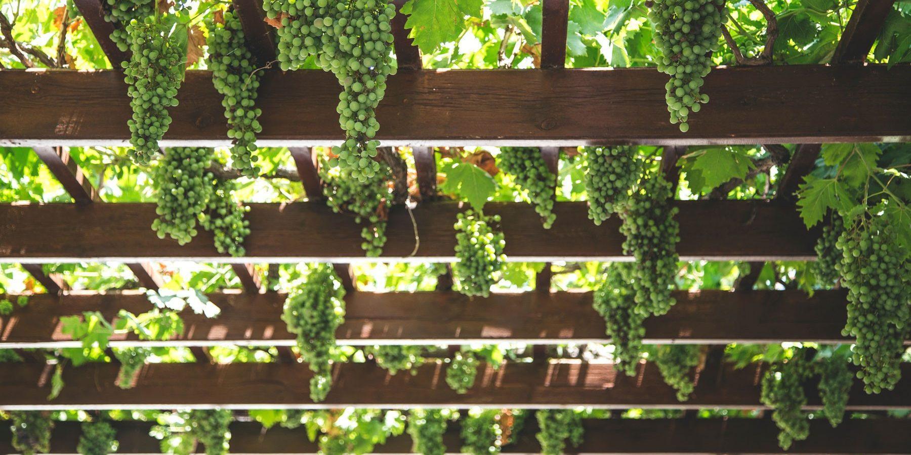 Fresno Wedding Location - green grapes on trellis