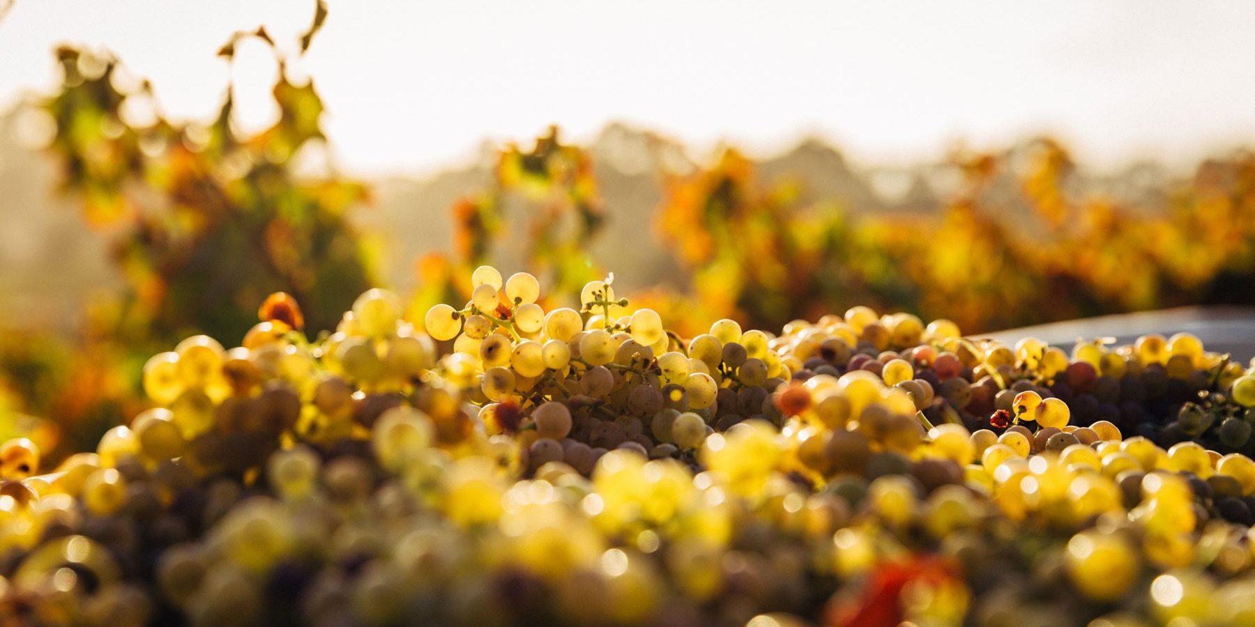 Fresno Wedding Location - vineyard in sunset light