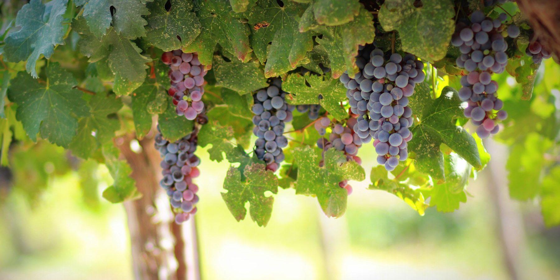 Fresno Wedding Location - purple grapes on vine